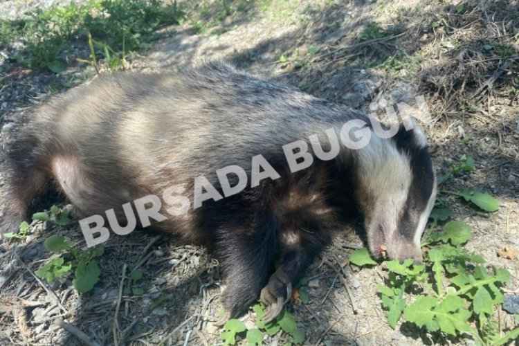 Kırmızı listede bulunan canlı Bursa'da ölü bulundu!