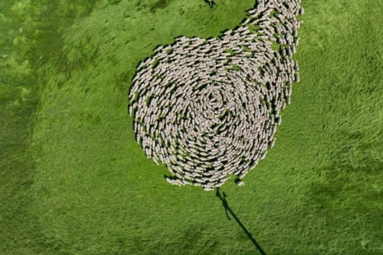Meralarda doğal bir tören! Bursa'yı hayran bıraktı