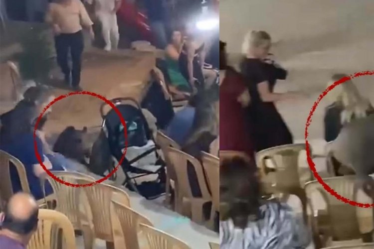 Sokak düğününde ilginç anlar: Kalabalığın arasına giren domuz konukları korkuttu!