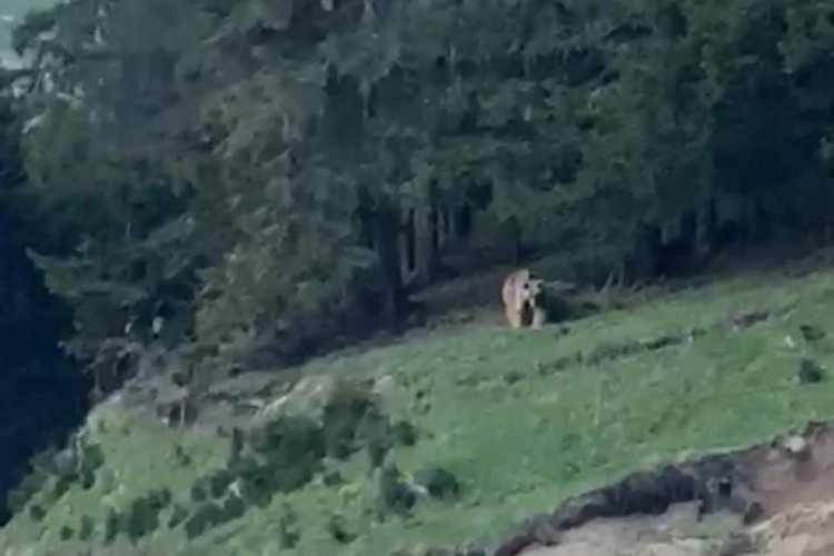 Muhtarın ayı için söyledikleri herkesi güldürdü! "Anam, paşam gel buraya"