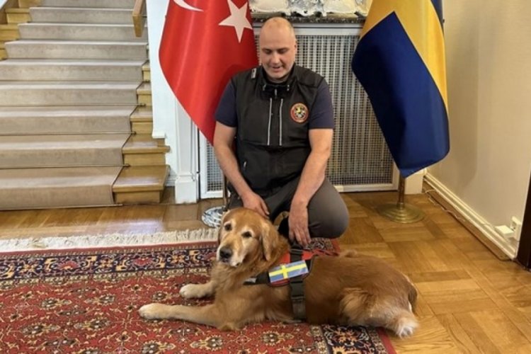 Kahraman köpek hayatını kaybetti!