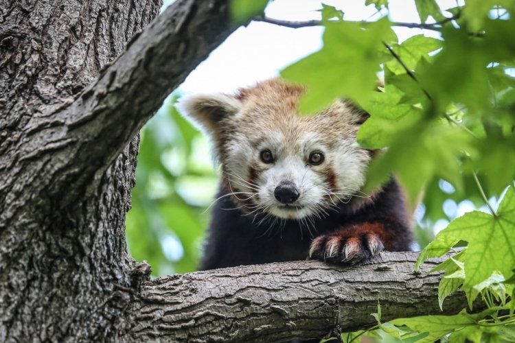 Kırmızı pandalara klimalı hizmet