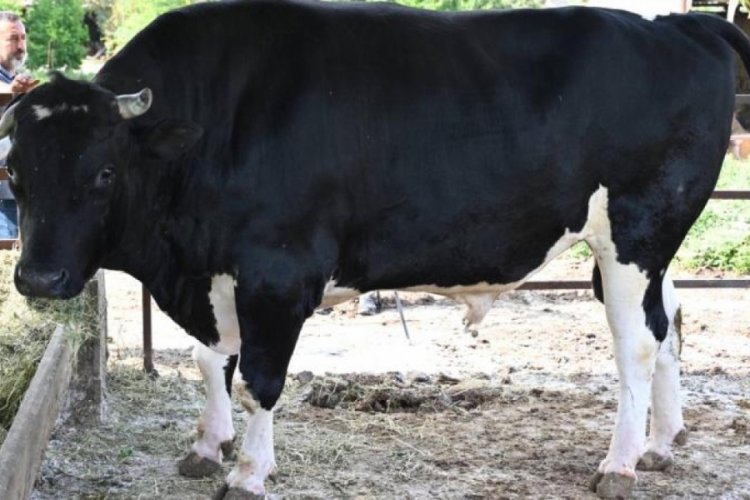 1,2 tonluk boğa alıcısını bekliyor