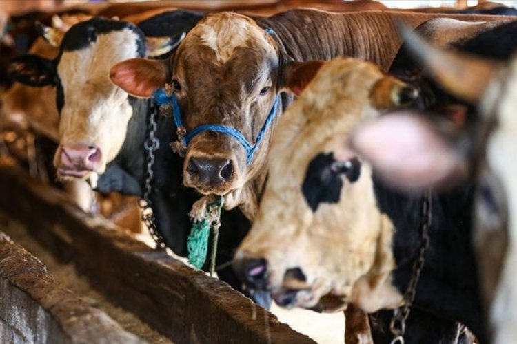 Kurban alırken dikkat! Mutlaka isteyin: Uyarı geldi
