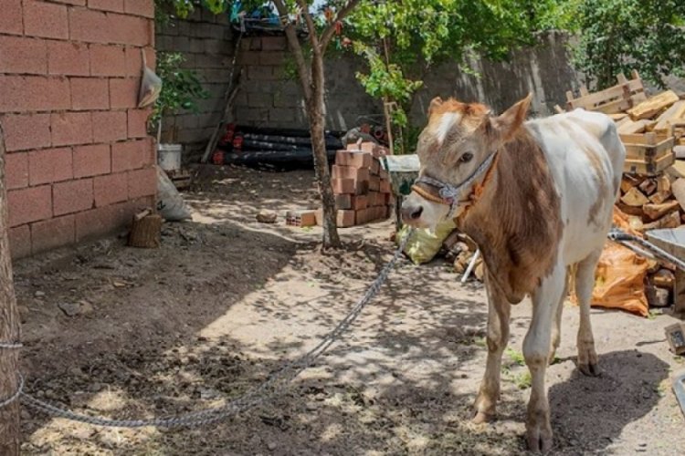 9 ay kaçtı, Kurban Bayramı'ndan önce yakalandı