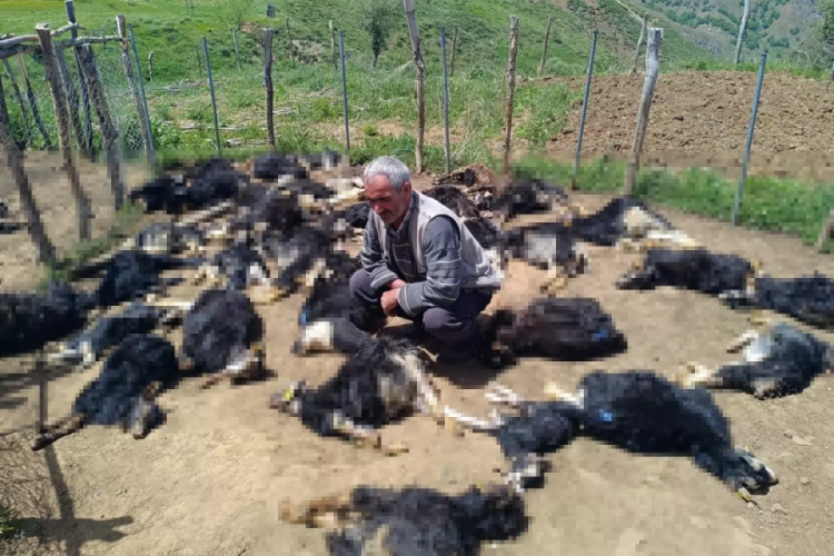 Ağıla girdiğinde hayvanlarını korkunç şekilde buldu