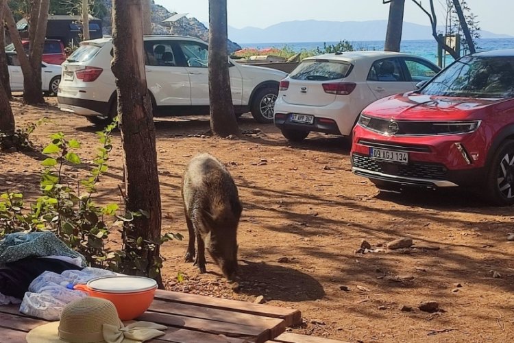  Tatilci kadının çantasını yaban domuzları kaçırdı