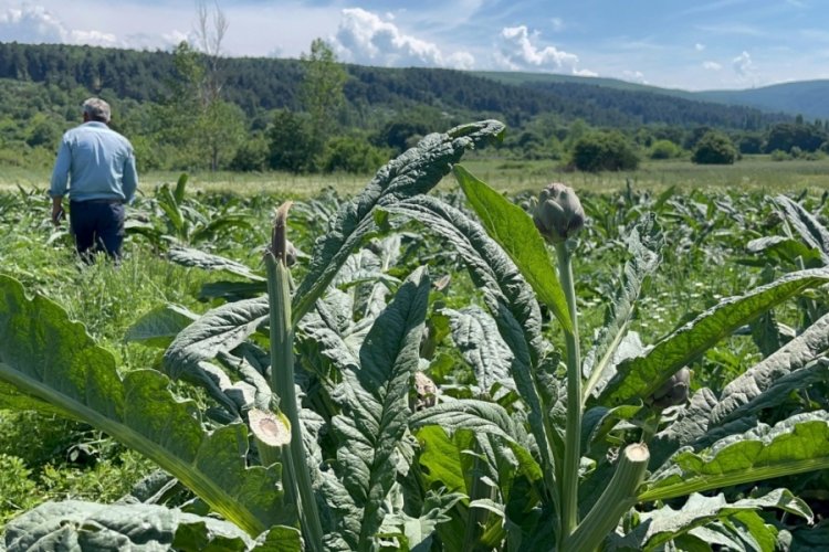 Bursa'da en garip hırsızlık!