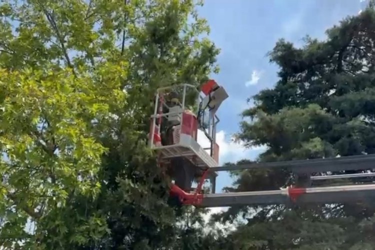 Bursa itfaiyesi bu kez kediler için sahada!