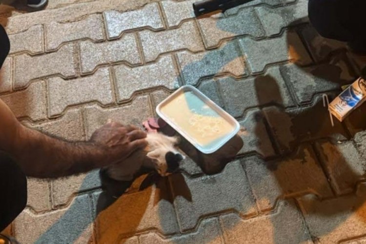Reklam panosuna sıkışan kediyi zabıta kurtardı