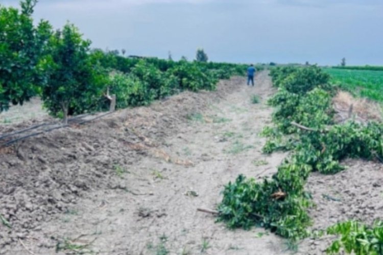 Mandalina bahçesine saldırı: Yüzlerce ağaç kesildi