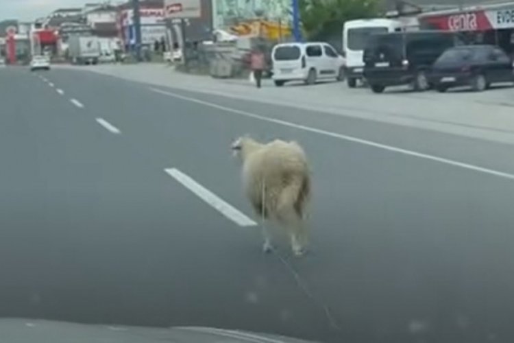 Kaçan kurbanlık trafiği birbirine kattı