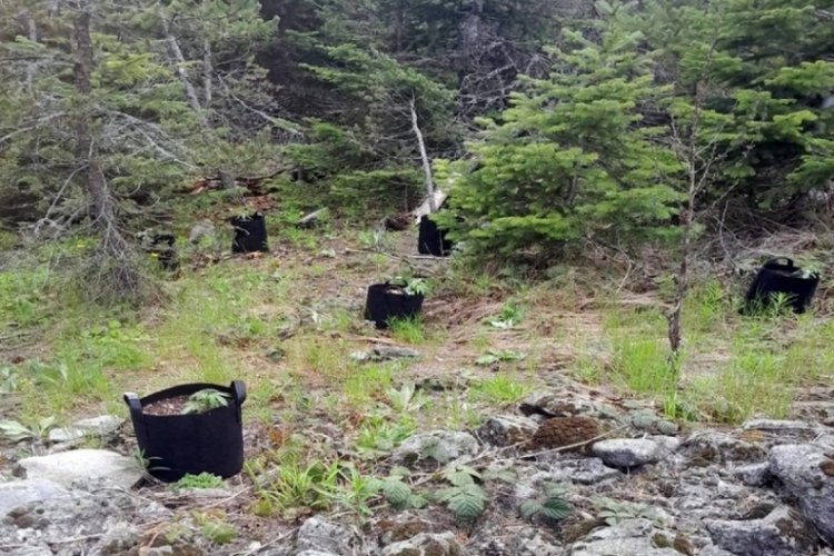 Ormanlık alanda saksılarda yetiştirdi, sulamaya giderken yakalandı