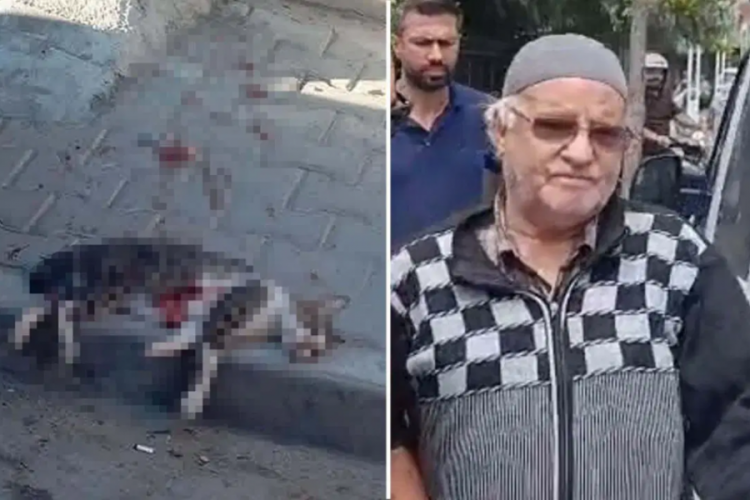 Savcılık itiraz etti, sokak kedisini pompalı tüfekle öldüren şüpheli tutuklandı