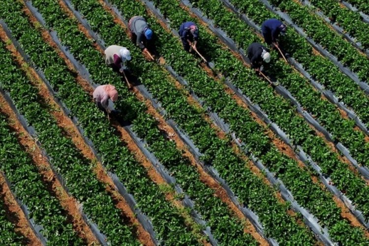 Çiftçilere 251,3 milyon lira destek ödemesi bugün yapılacak