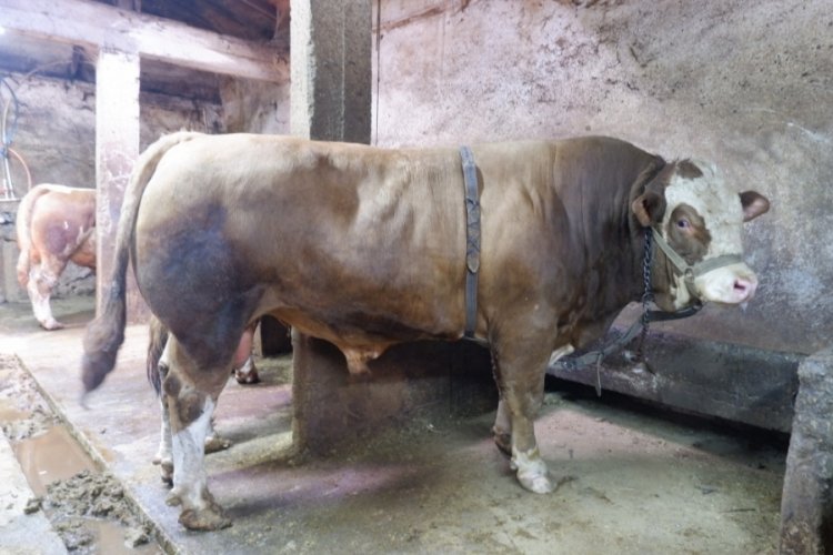 Herkes bu tosunu konuşuyor! 1 ton 200 kilo: O fiyata satıldı...