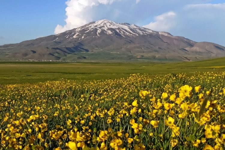 Sütey Yaylası bahar çiçekleriyle renklendi