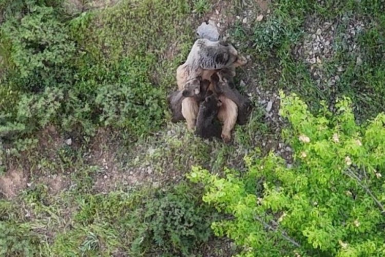 Ayının nadir görülen halleri kameraya yansıdı