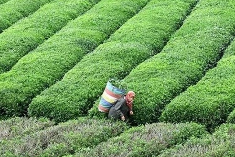 Çay tarlası olanlar dikkat! 25 kilograma düştü