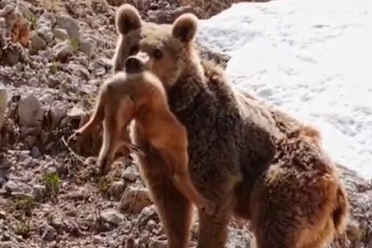 Bursalı fotoğrafçıdan harika görüntüler! O anları yakaladı