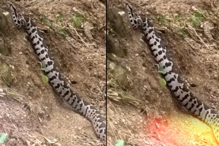 Bursa'da yılana tıslayan adam! "Dayı sen niye tıslıyon?"