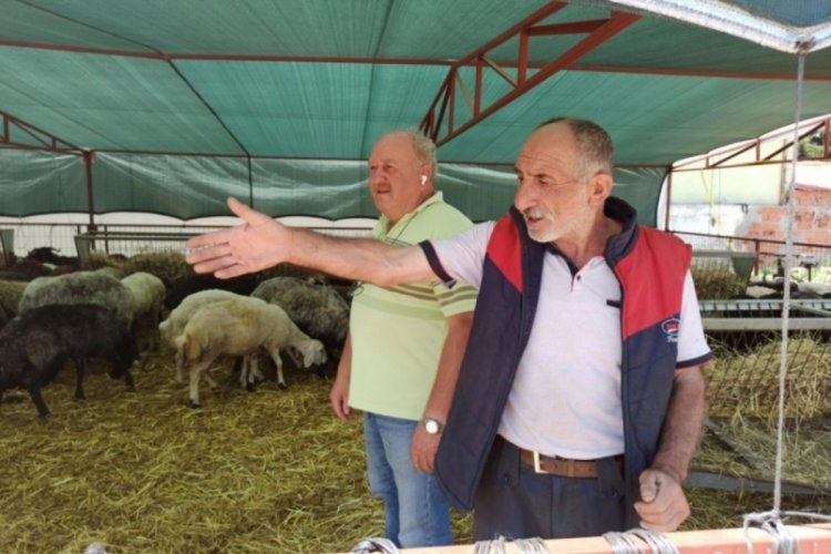 Bayrama sayılı günler kala kurban pazarlarında son durum! Bursada Bugün piyasanın nabzını tuttu...