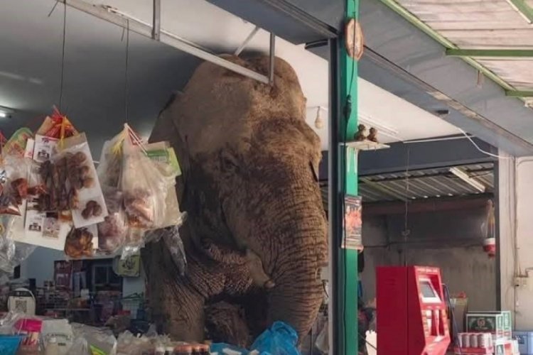 Markete fil girdi! Olanlar oldu...