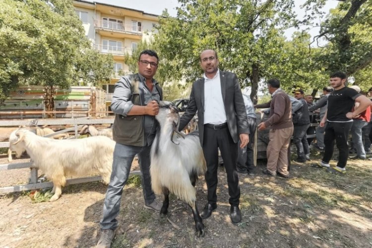 Bursa'da Kurban Bayramı öncesi hayvan pazarında inceleme yapıldı