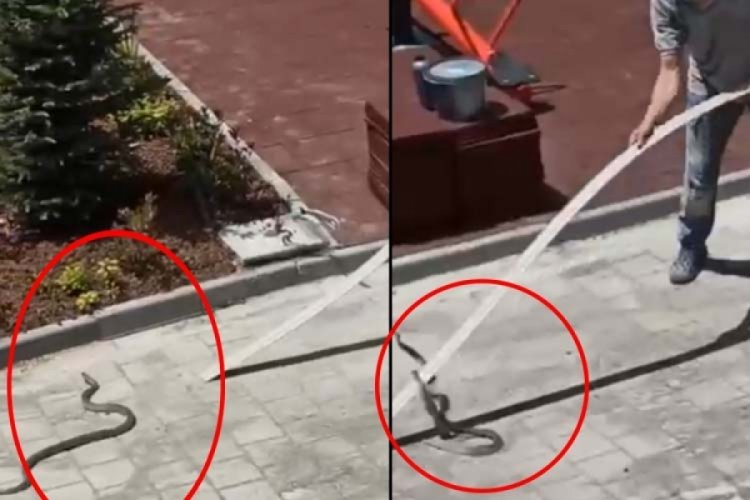 Bursa'da lüks site şantiyesinde panik! 'Yılan terbiyecisi' gibi müdahale etti...