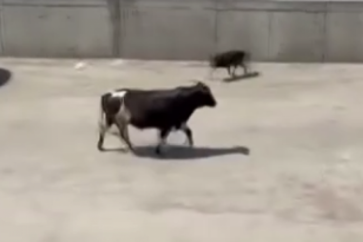Kaçan kurbanlık panik dolu anlar yaşattı!