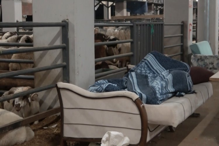 Bursa'da geceyi koyunlarla paylaştı! 'Koyun koyuna' nöbet!