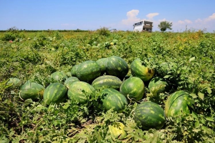 Karpuz işçilerinin günlük yevmiyeleri belli oldu