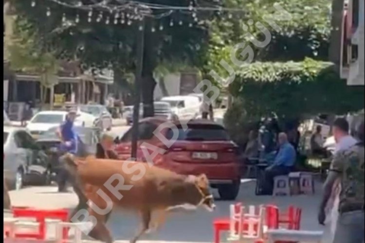 Bursa'da kaçan kurbanlık ortalığı karıştırdı!
