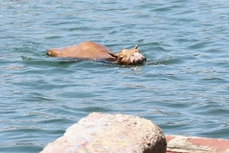 Kaçan kurbanlık denize atladı! Panik dolu anlar...