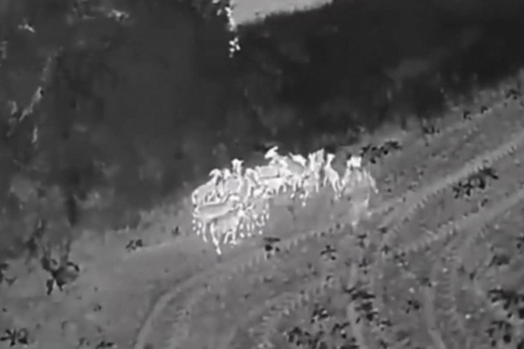 Kaybolan 27 küçükbaş termal dronla bulundu