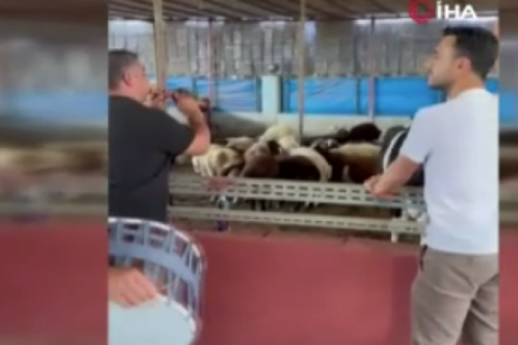 Türkiye'de bir ilk! Kurbanlık hayvanlarına moral vermek için...
