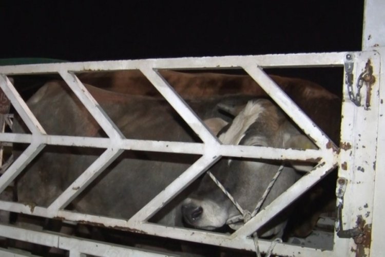Kurban pazarında gece mesaisi