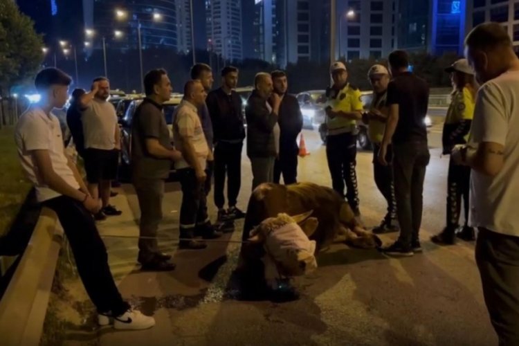 Kamyonetten atlayan kurbanlık dananın ayağı kırıldı