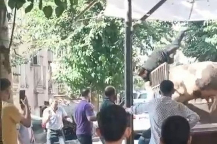 Kızgın boğa, kasaba hayatının kabusunu yaşattı