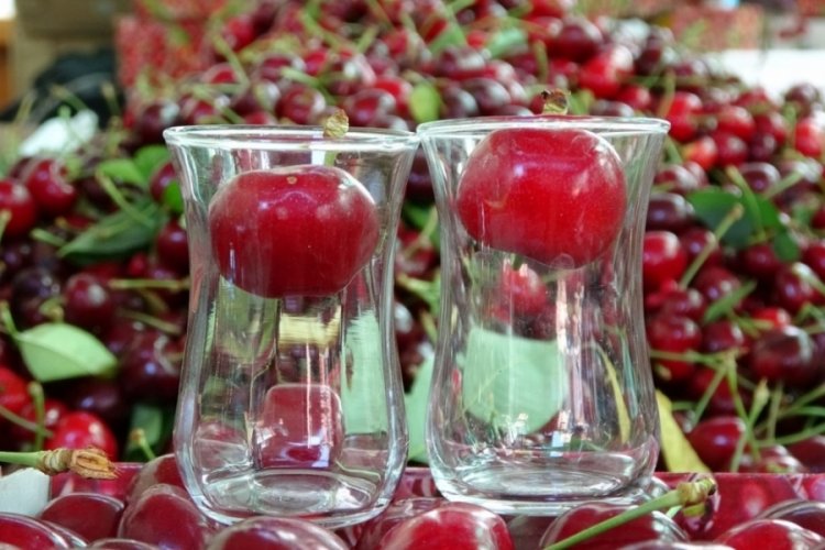 Çay bardağına sığmayan Lapseki kirazında hasat başladı