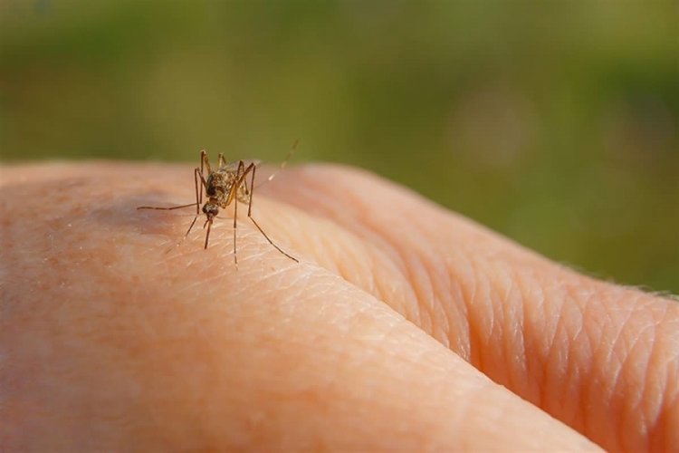 Sivrisinekler bazı insanları neden daha çok ısırıyor? Sebep şaşırtıcı