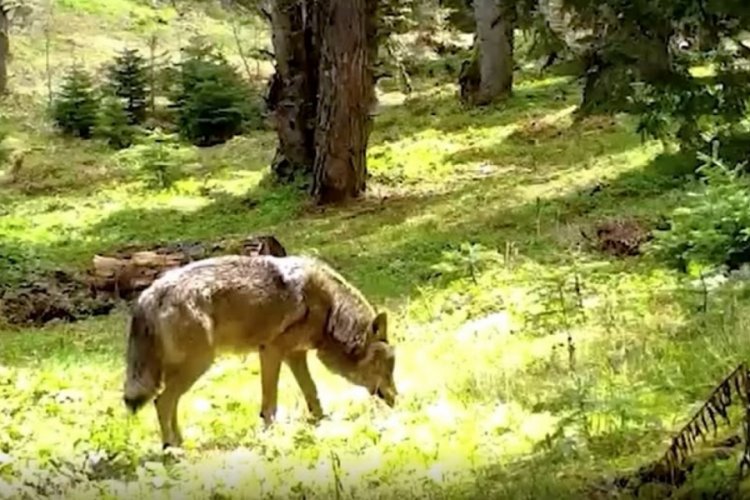 Adına destanlar yazılan hayvan Bursa ormanlarında görüldü!