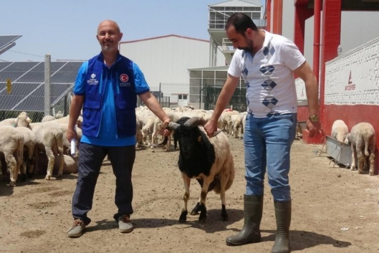 Cumhurbaşkanı Erdoğan'ın bağışladığı kurbanlık 2 koç, Konya'da kesildi