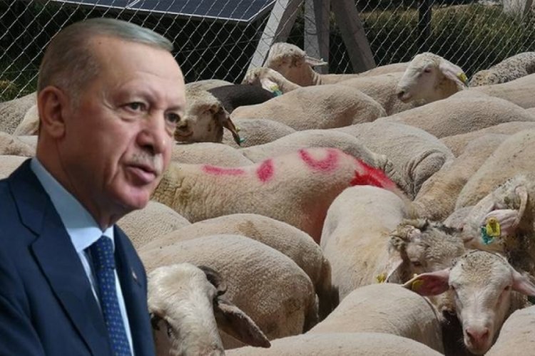 Cumhurbaşkanı Erdoğan'ın kurbanda ne kestiği belli oldu