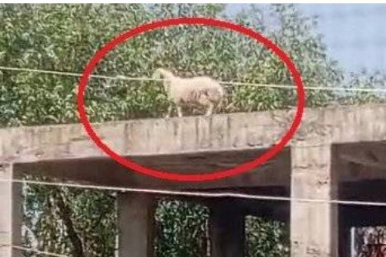 Kaçıp 3 katlı binanın üzerine çıkan koçu, sahibi satmaktan vazgeçti
