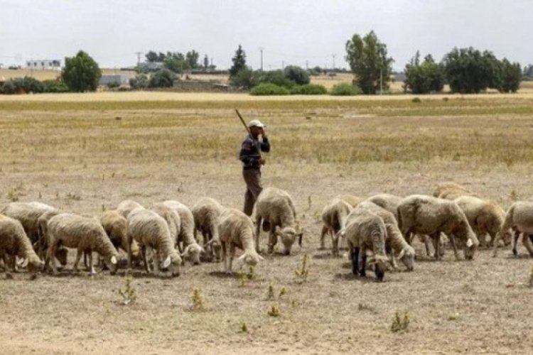 Fas tarihinde ilk kez "kurbansız" Kurban Bayramı kutlandı