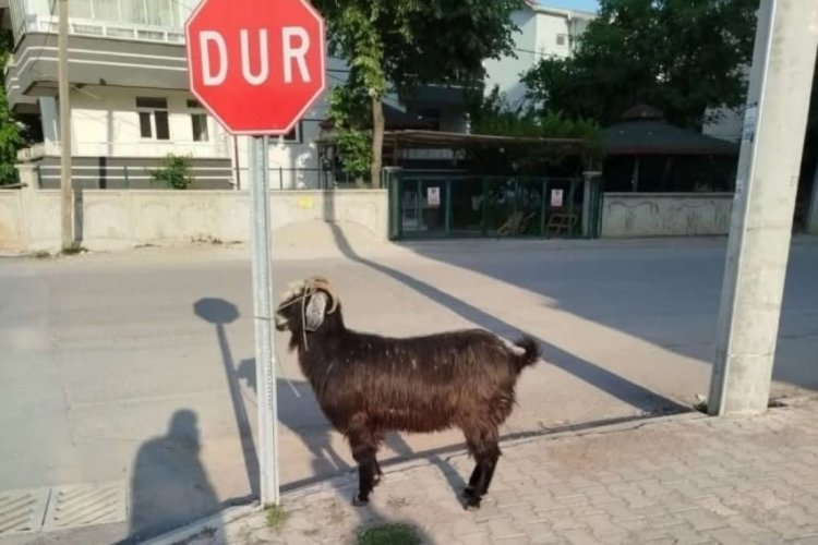 Konya'da firari keçiler ekipler tarafından bulundu