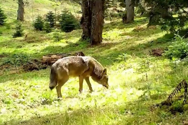 Türk mitolojisinin simgesi Bozkurt, kameralara böyle yansıdı