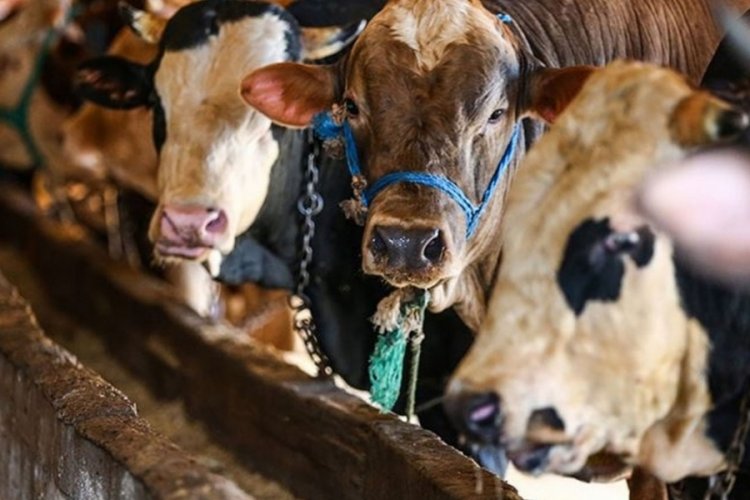 Karantina nedeniyle satılamayan hayvanlar için karar verildi