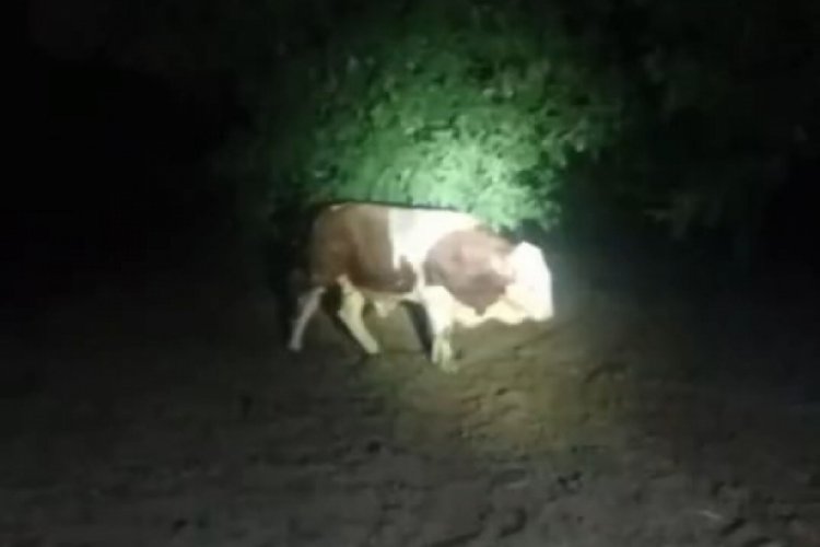 Kaçan boğayı belediye ekipleri yakaladı